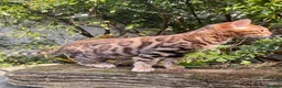 Bengal cats for sale: Show potential Bengal Boys - Advert 1