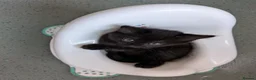 Mixed Breed cats for sale: Pure black kittens - Advert 2