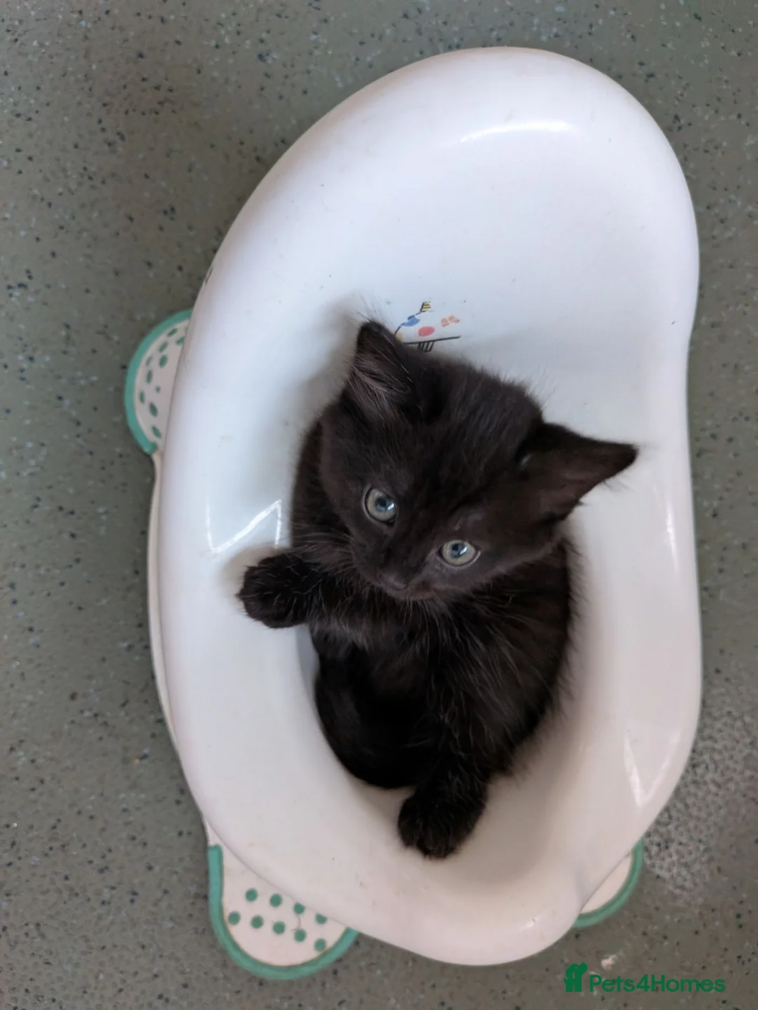Mixed Breed cats for sale: Pure black kittens - Advert 2
