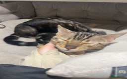 Bengal cats for sale: beautiful marble bengal - Advert 8