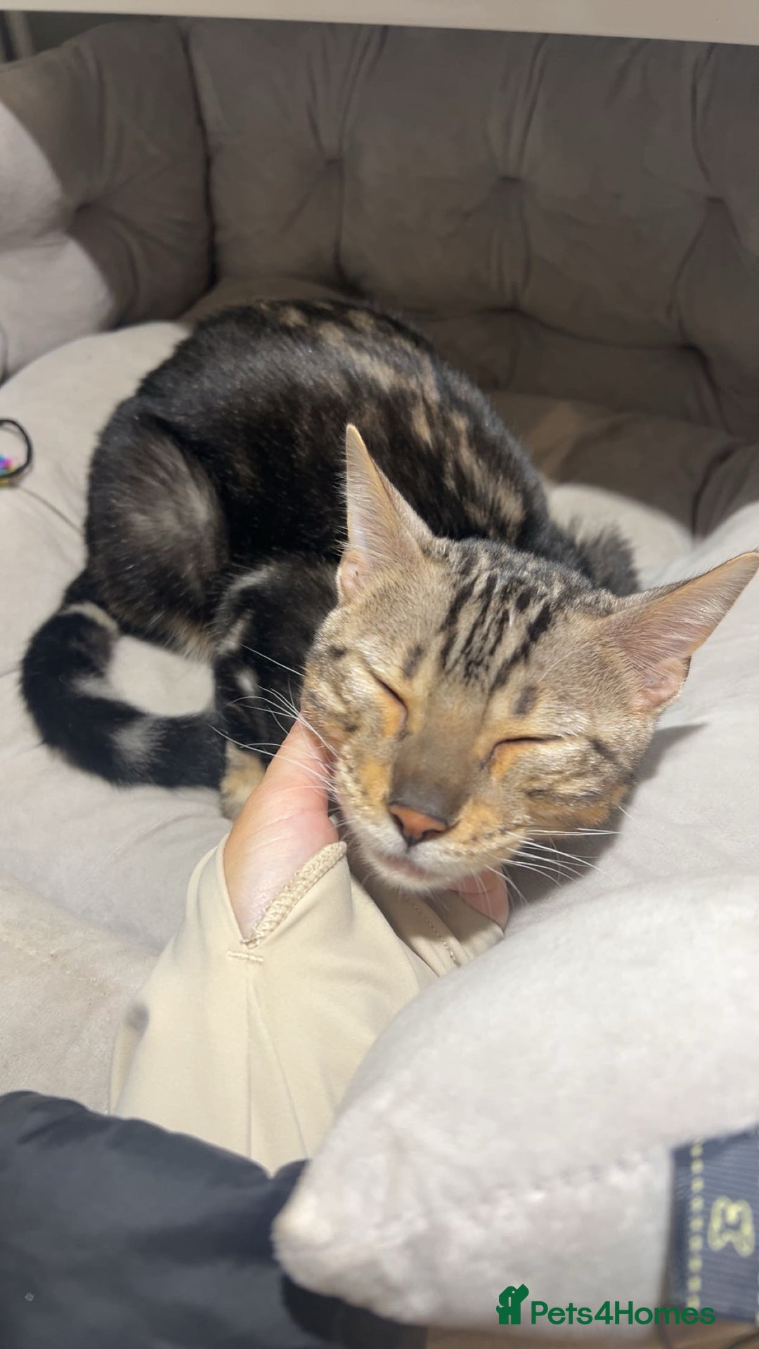 Bengal cats for sale: beautiful marble bengal - Advert 8