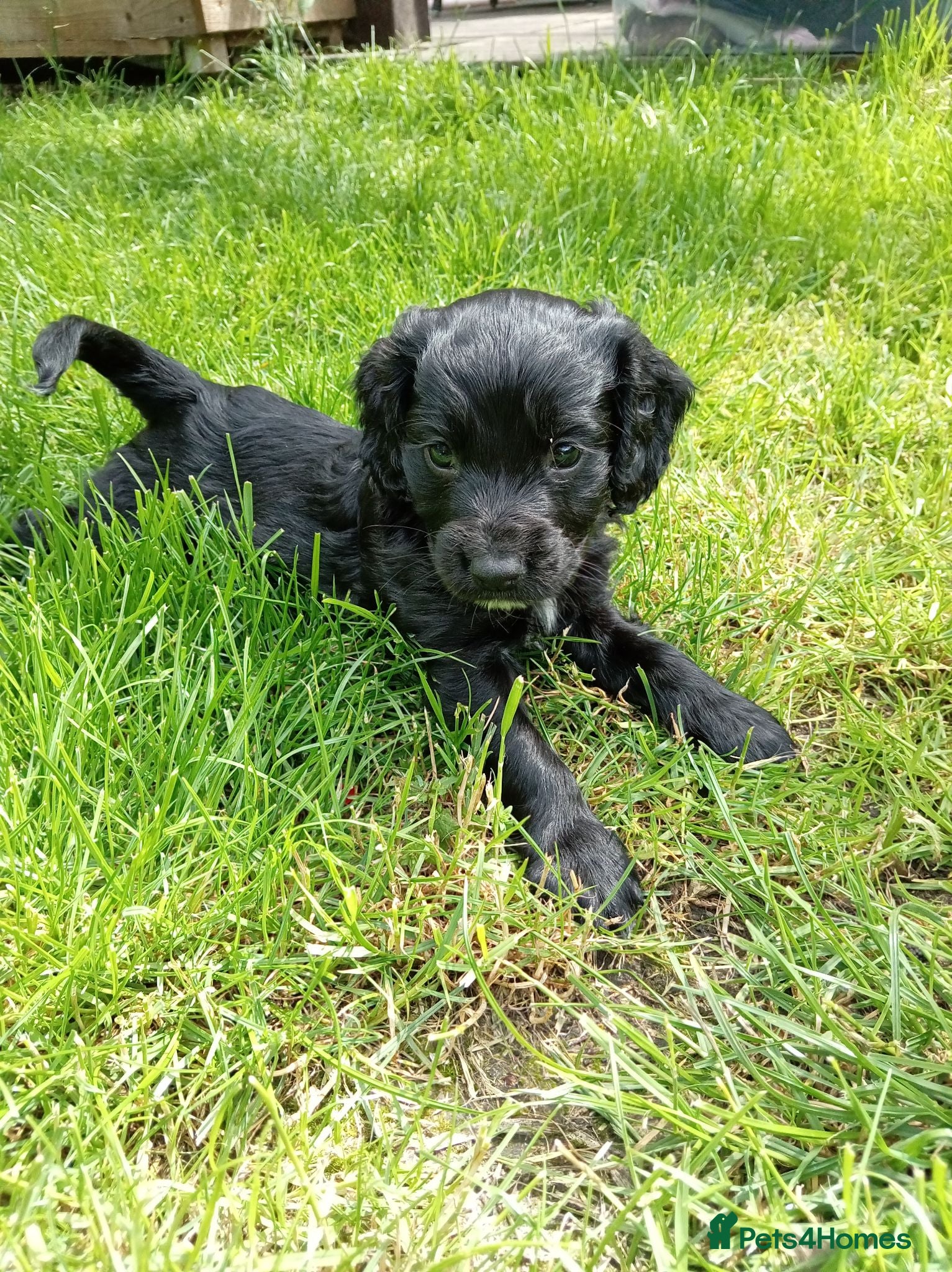 English Springer Spaniel dogs  Springer/cocker spaniel    (Health tested)  - Advert 5