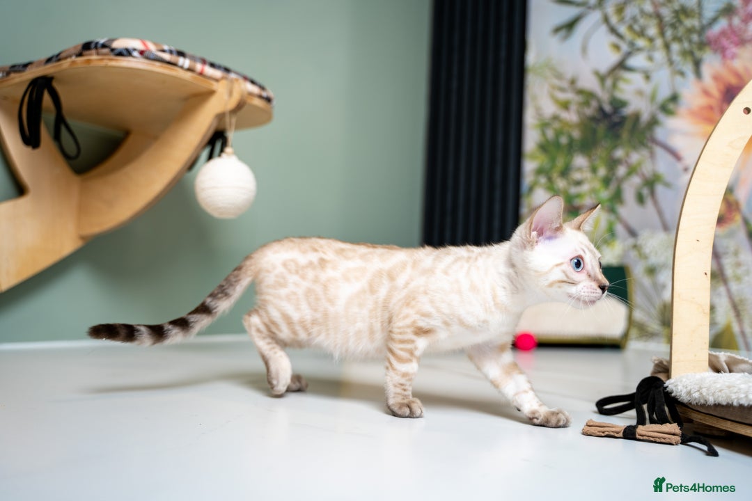 Bengal cats for sale: SNOW LYNX PURE BENGAL BOY-Frankie-Top Personality - Advert 28