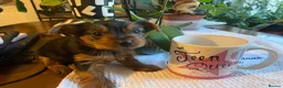 Yorkshire Terrier dogs for sale: 3 female Yorkies.Dad KC registered,Mum pedigree - Advert 6