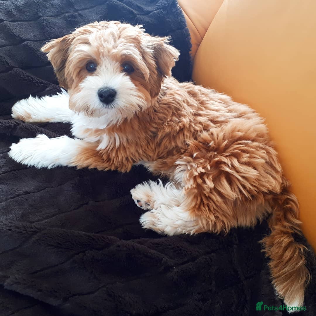 Havanese dogs for sale: Havanese Puppy Rosie Seeking a Loving Home - Advert 5