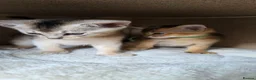 Abyssinian cats for sale: 🔥 TICA Registered Abyssinian Kittens - Advert 25