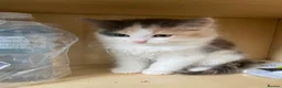 Mixed Breed cats for sale: 4 Beautiful Kittens Ready for Their Forever Homes in Manchester - Advert 3