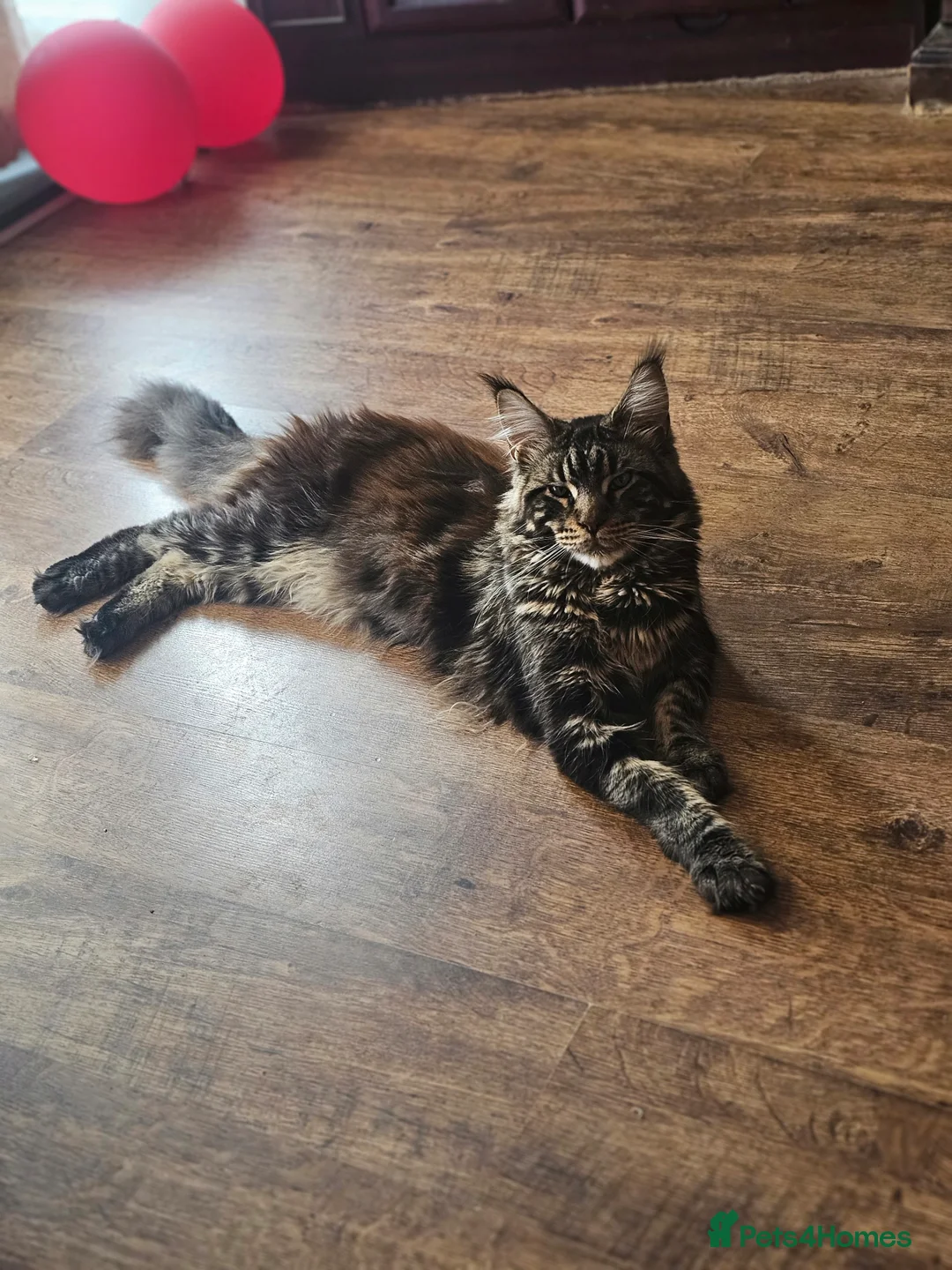 Maine Coon cats for stud: Simba and Tiger  - Advert 4