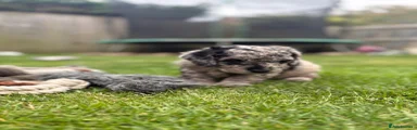 Cockapoo 8