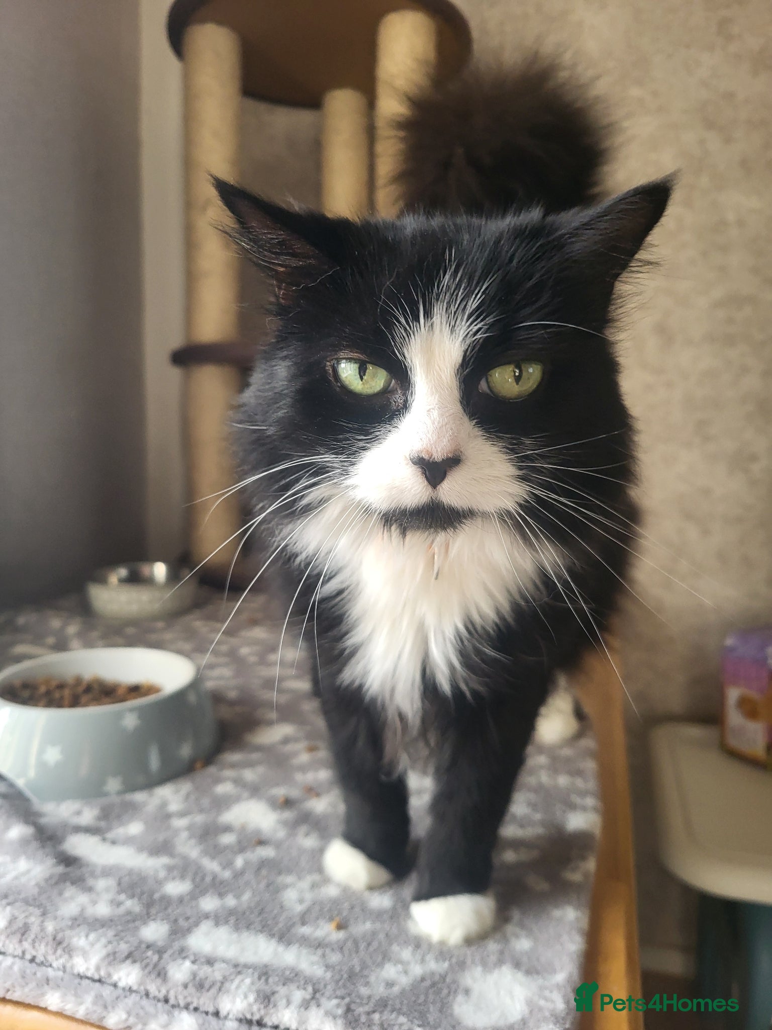 Mixed Breed cats Hi im jessie - Advert 4