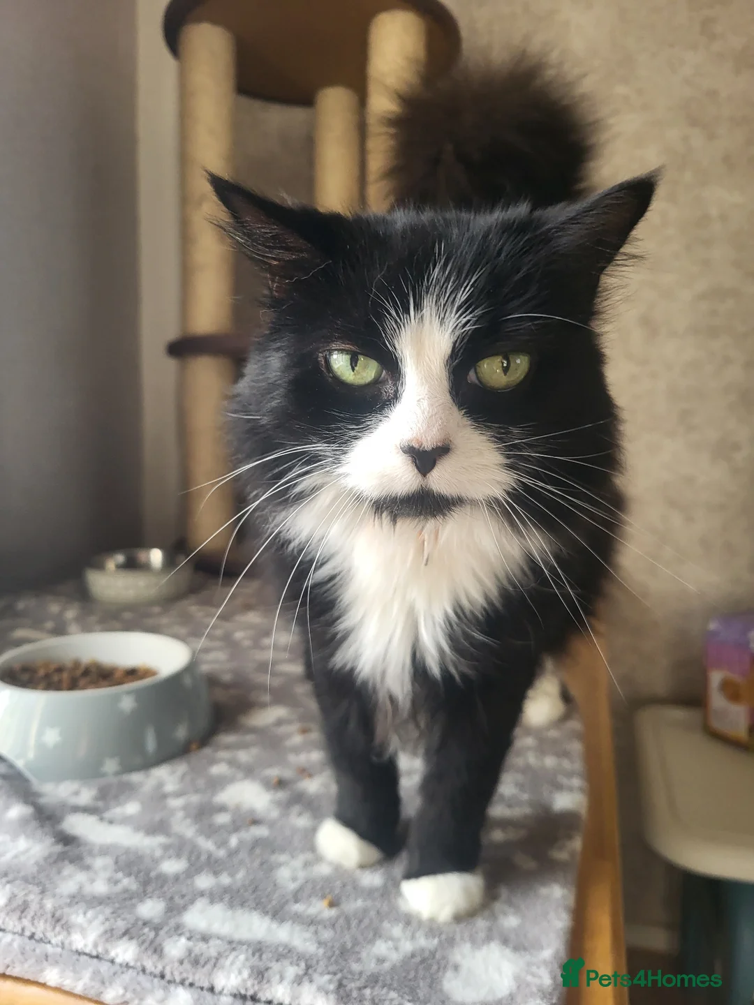 Mixed Breed cats for sale: Hi im jessie - Advert 1