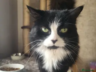 Mixed Breed cats Hi im jessie - Advert 1