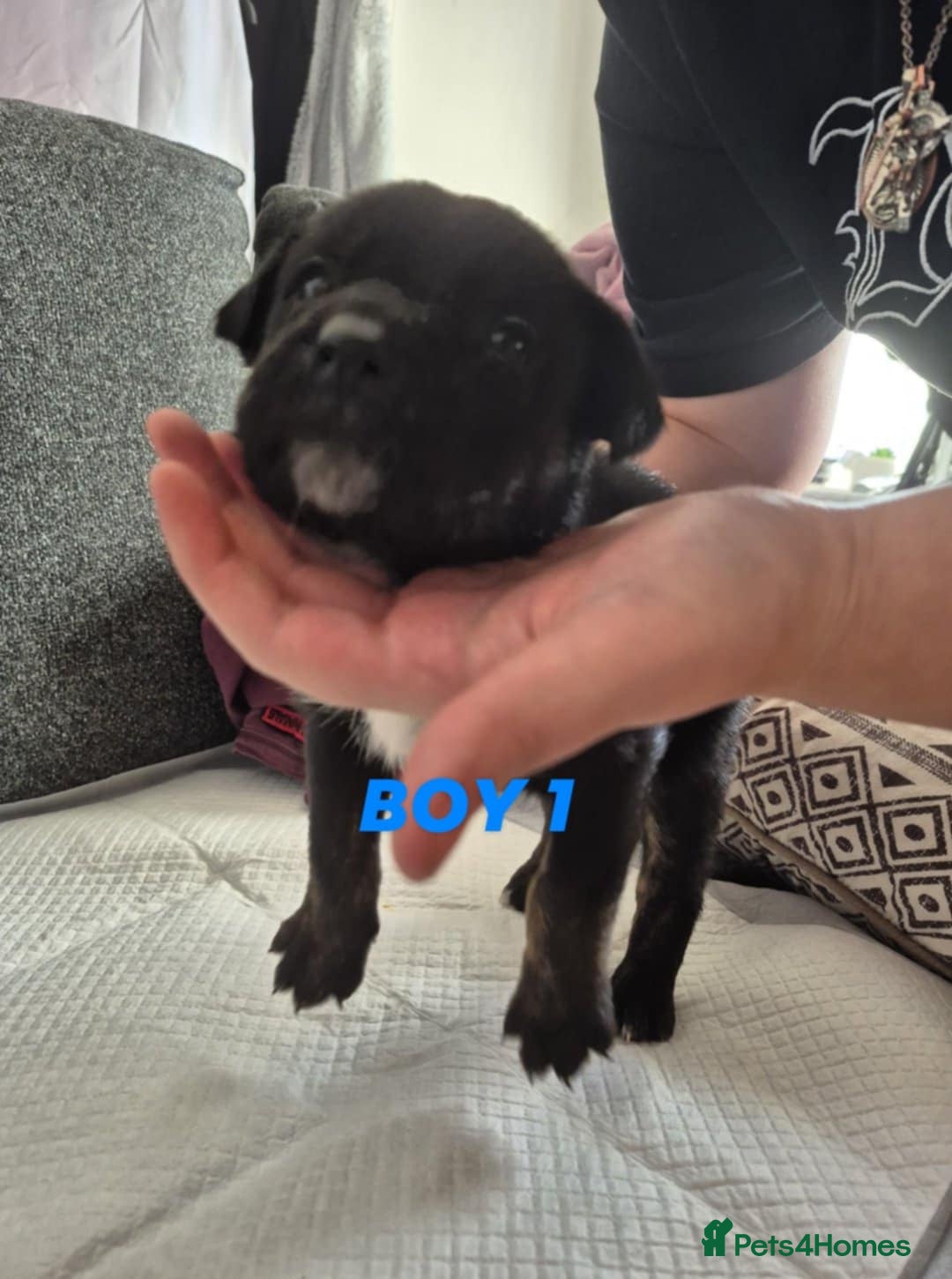 Mixed Breed dogs for sale: Husky X staffy crossed Rottweiler  - Advert 4