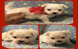 Maltese dogs for sale: Tiny kc registered maltese Korean boys  - Image 12