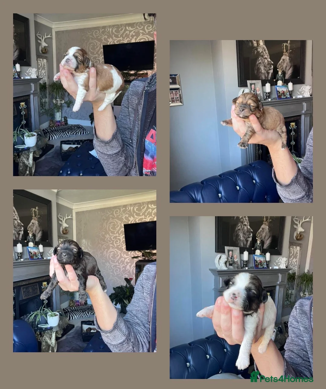 Mixed Breed dogs for sale: Toy SHIHPOO puppies  - Advert 1