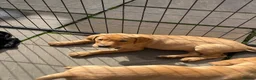 Labrador Retriever dogs for sale: 7 gorgeous kc Labrador puppies - Advert 2