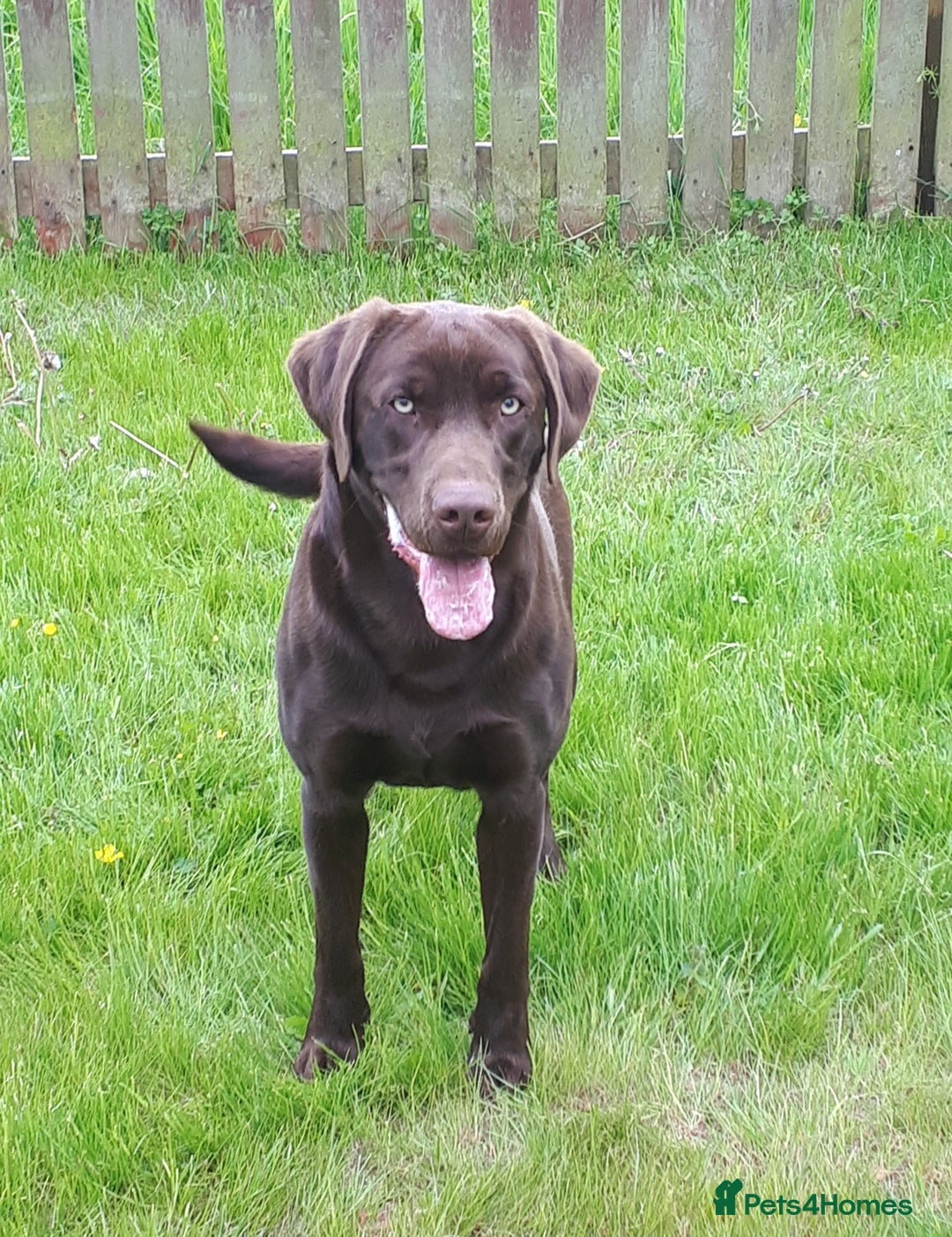 Labrador Retriever dogs for sale: Super Chunky KC Extensively Health Tested Parents - Image 7