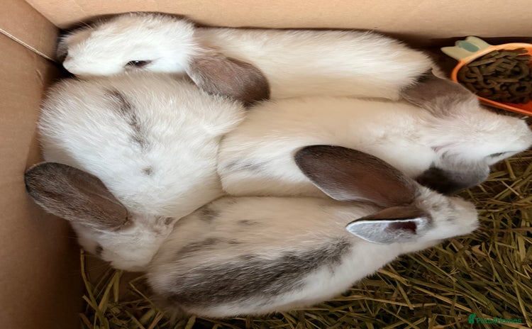 Mixed Breed rabbits - Advert 2