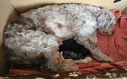 Cockapoo dogs for sale: Cockapoo Puppies - Ready 16 October 2025 - Image 2