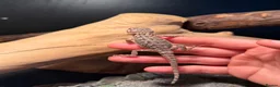 Bearded Dragon reptiles for sale: Trans Hypo Bearded Dragons - Advert 10