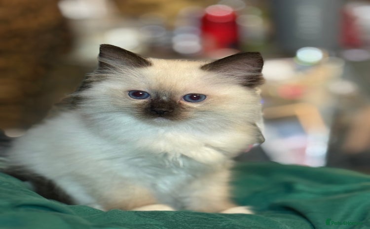 Ragdoll cats - Advert 1
