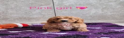 Cavapoochon dogs for sale: Beautiful Cavapoochons puppies - Advert 13