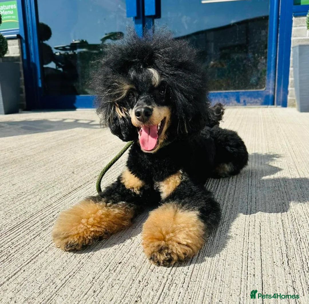 Cockapoo dogs for sale: ONE BOY LEFT.  F1 COCKAPOO - Advert 14