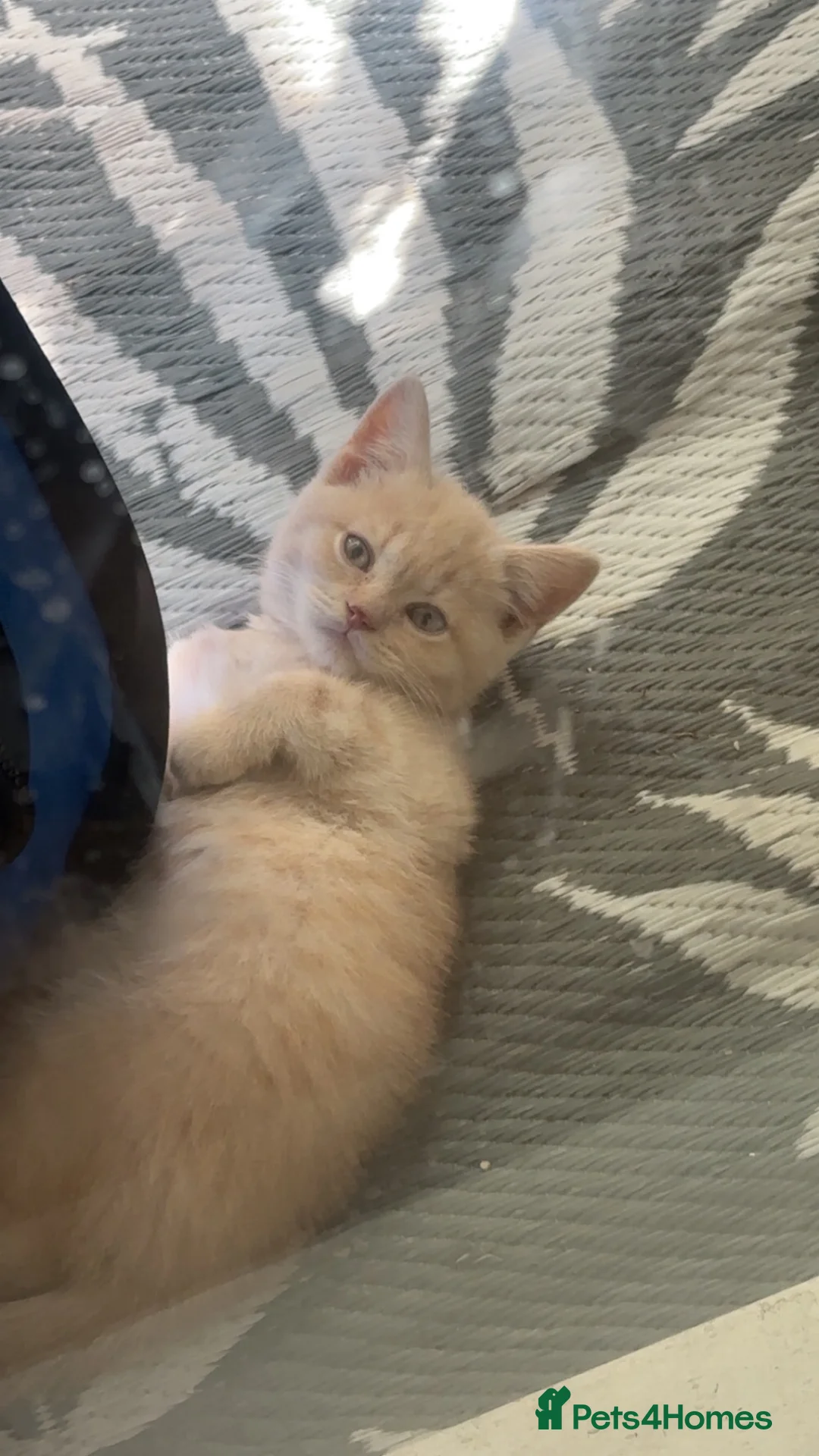 British Shorthair cats for sale: Emergency rehoming cream bsh kitten - Advert 2