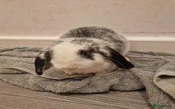 Mini Lop rabbits for sale: 3 Beautiful purebred minilops 2 girls 1 boy - Image 6