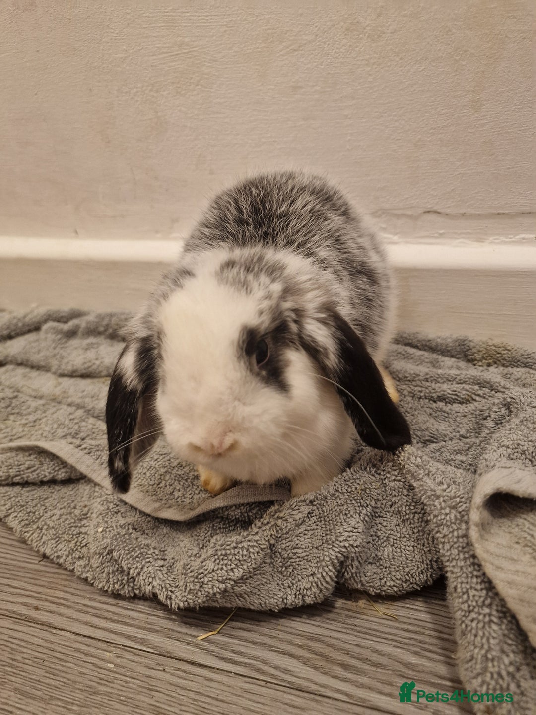 Mini Lop rabbits for sale: 3 Beautiful purebred minilops 2 girls 1 boy - Image 6