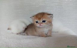 British Shorthair cats for sale: Quality X4 British Longhair x2 British Shorthair - Image 5