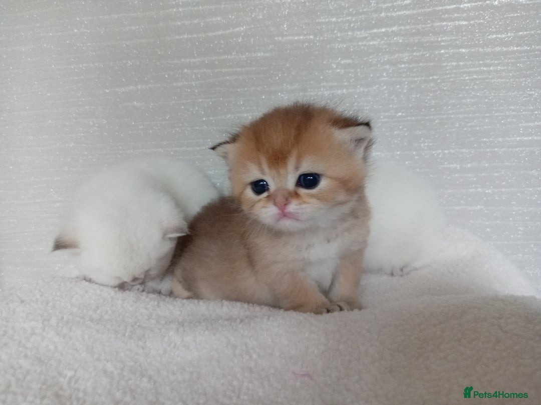 British Shorthair cats for sale: Quality X4 British Longhair x2 British Shorthair - Image 5