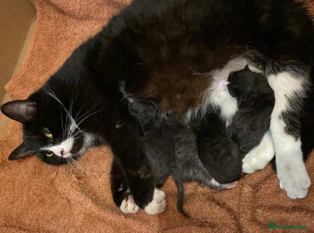 Mixed Breed cats for sale: Beautiful female kittens  - Image 2