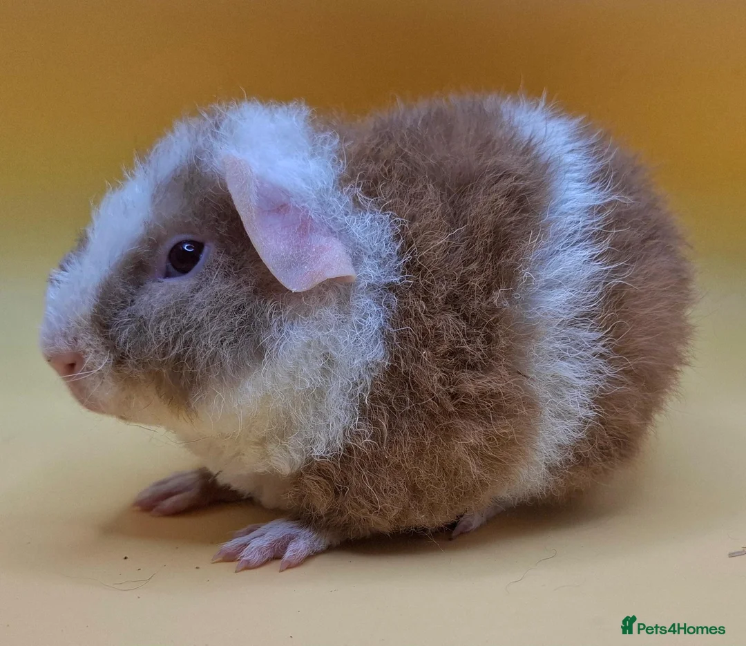 Guinea Pig rodents for sale: Purebred Teddy Guinea Pig Pup 💙 - Advert 2