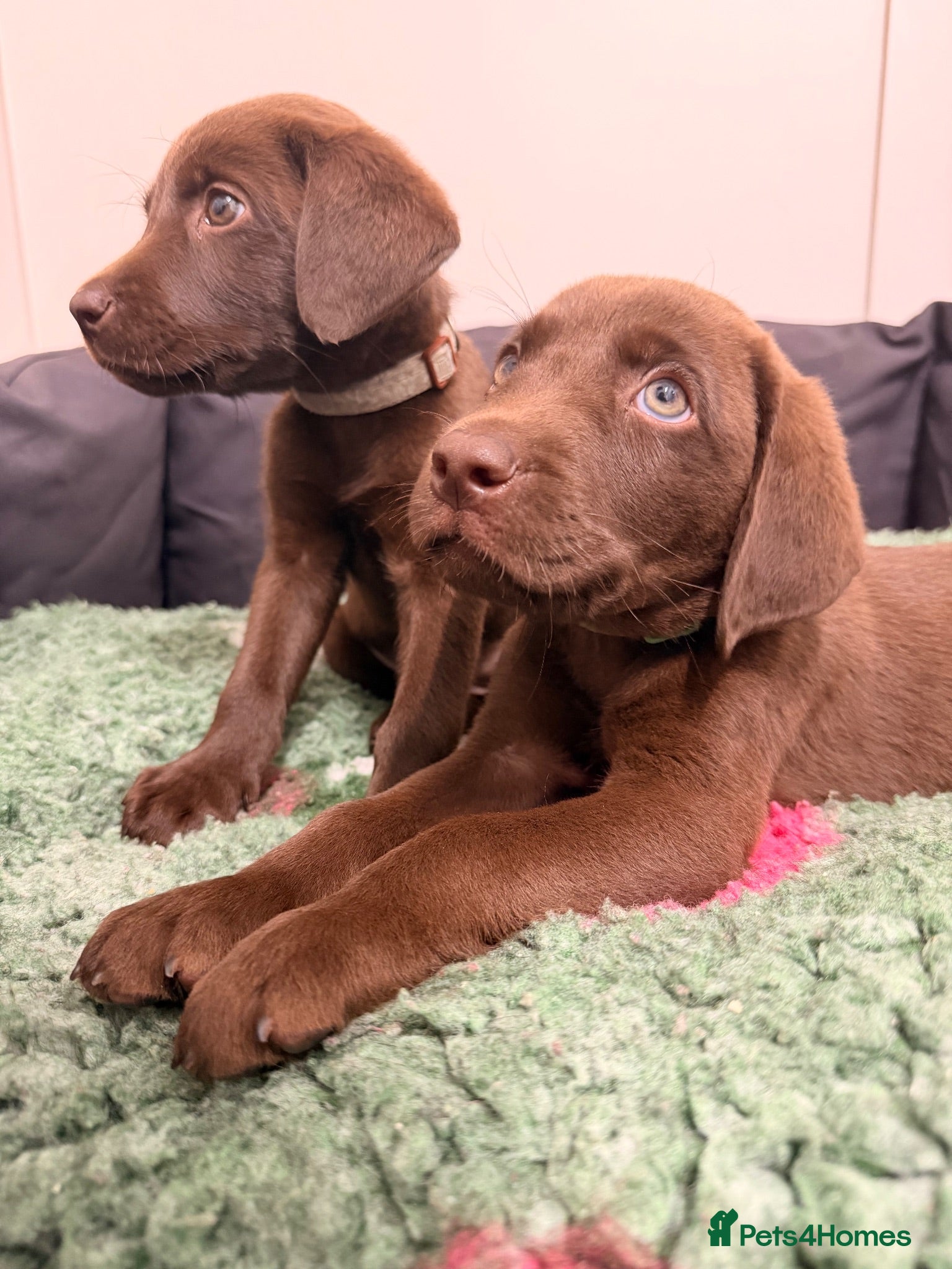 Labrador Retriever dogs for sale: READY NOW 1 FEMALE KC CHOCOLATE LABRADOR PUPPY - Advert 1