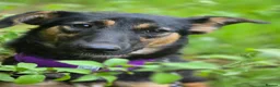 Mixed Breed dogs for adoption: ❤️🐶 GINA – GENTLE PEOPLE, PLAYFUL DOGS in Burton-on-Trent - Advert 18