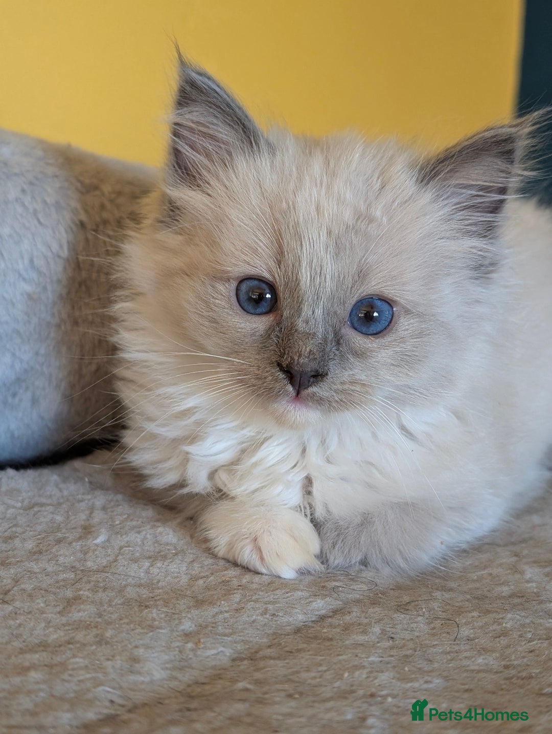Ragdoll cats for sale: Gorgeous Ragdoll Kittens  - Advert 22