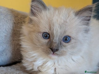Ragdoll cats Gorgeous Ragdoll Kittens - Advert 5