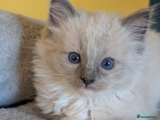 Ragdoll cats *All rehomed* Gorgeous Ragdoll Kittens - Advert 11