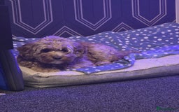 Cavapoo dogs for sale: Cavapoo Nova  - Advert 3