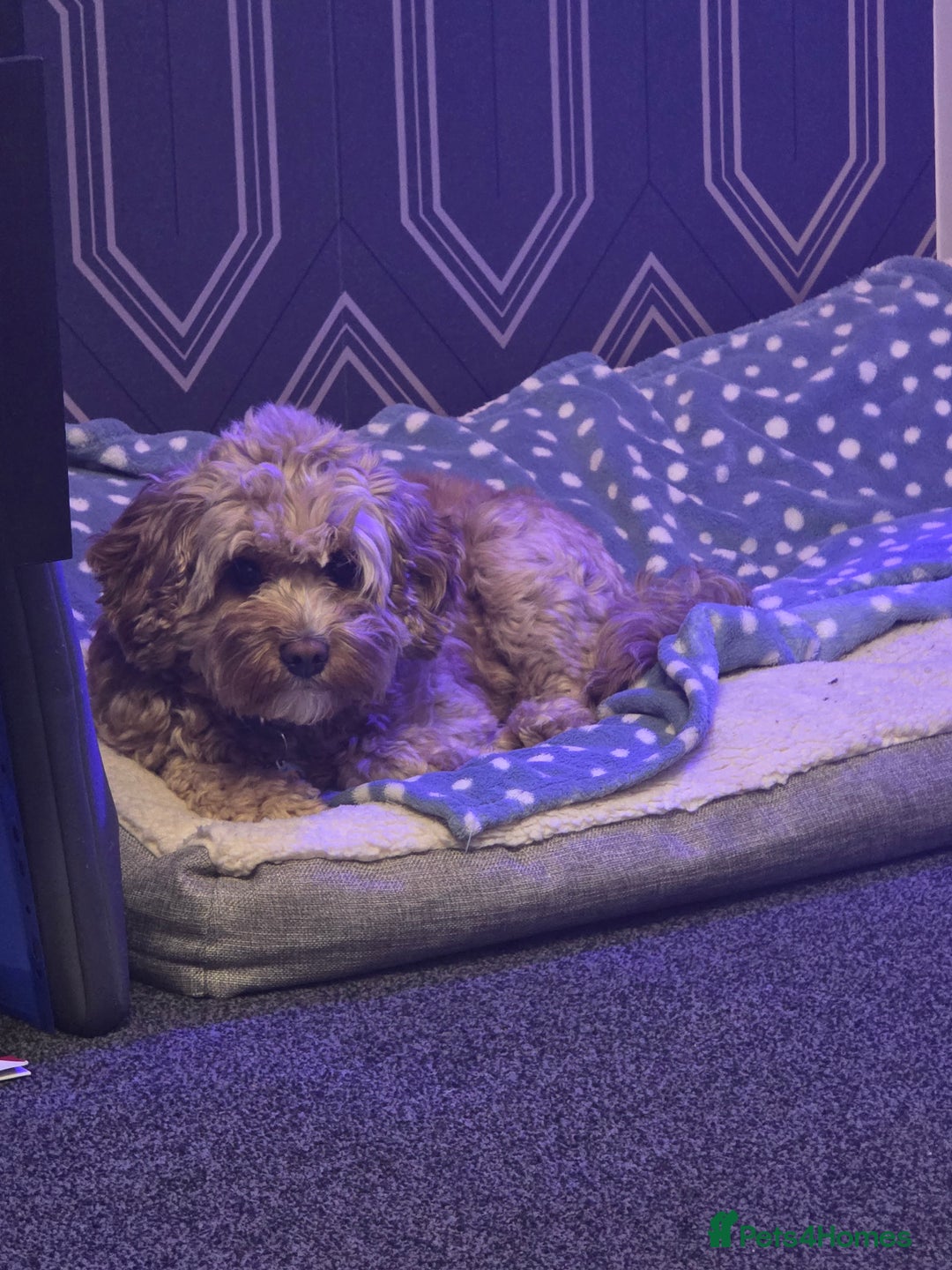 Cavapoo dogs for sale: Cavapoo Nova  - Advert 3