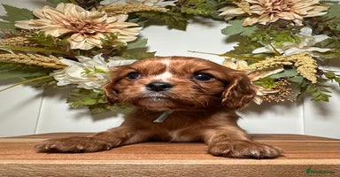 Cavalier King Charles Spaniel dogs - Advert 1