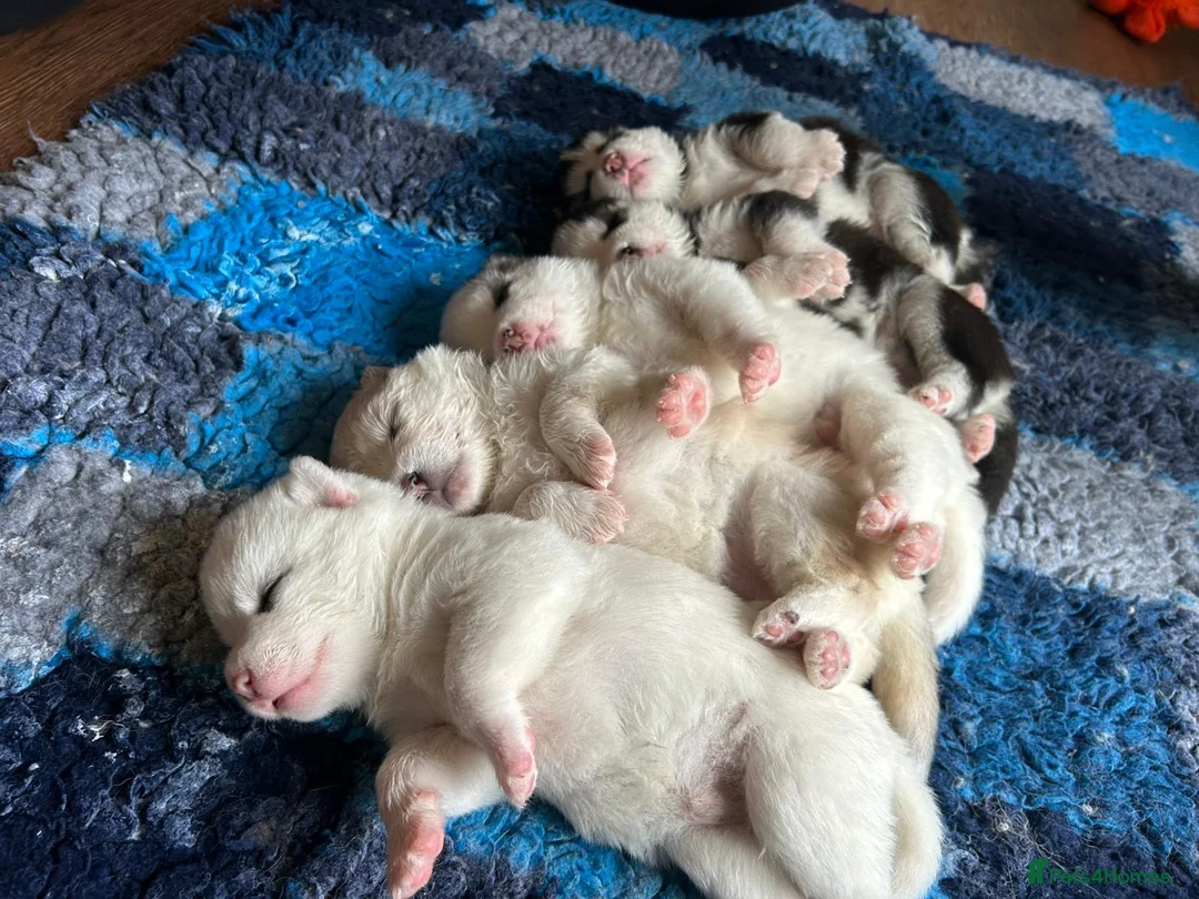 Pomsky dogs for sale: F2 Pomsky Puppies – Luna’s Pride Litter  - Advert 1