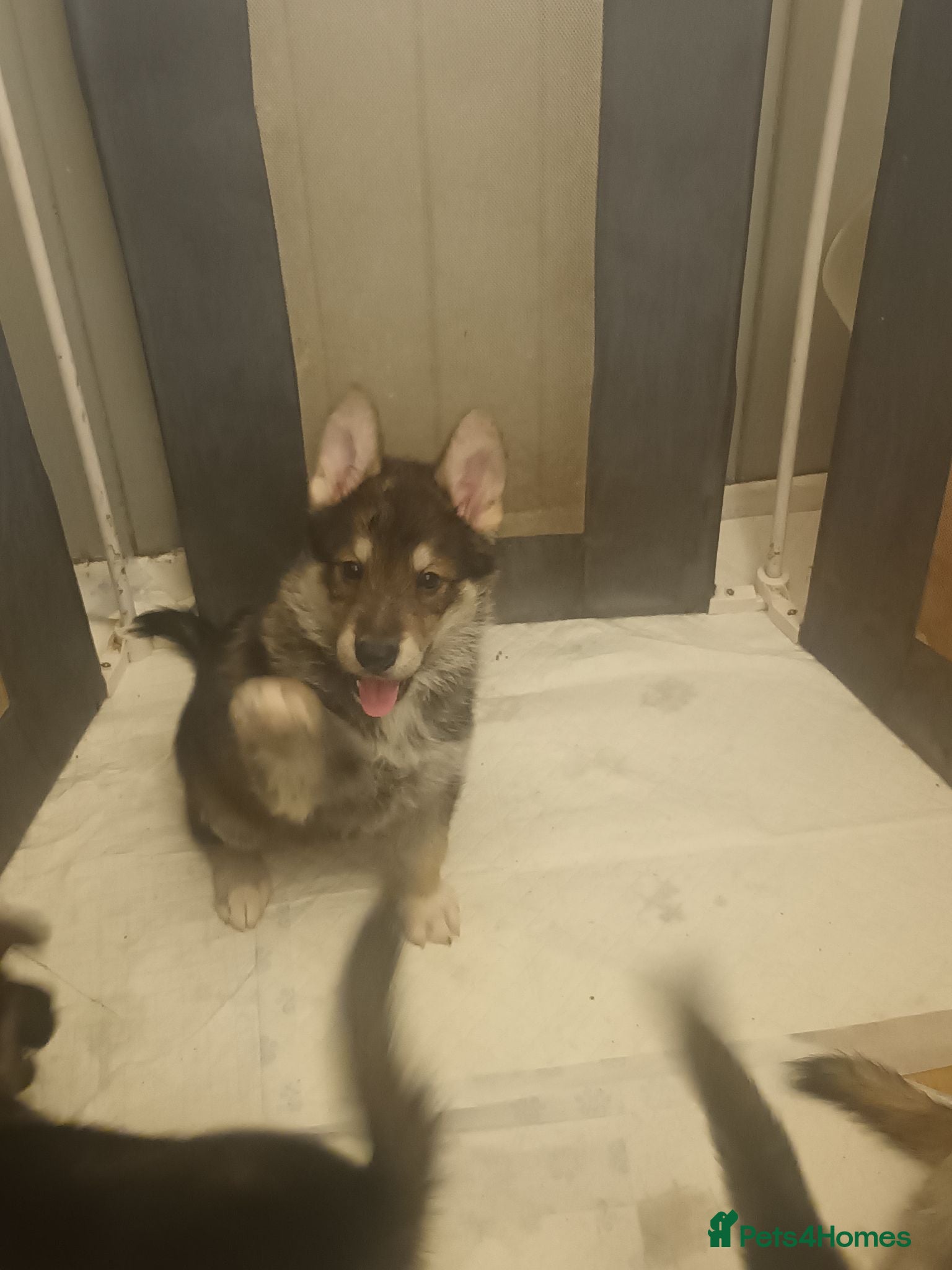 Mixed Breed dogs 2 female pups left wolfdog x german shepherd h - Advert 18