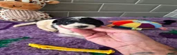 Saint Berdoodle dogs for sale: Miniature F1b Saint Bernadoodles  - Advert 16