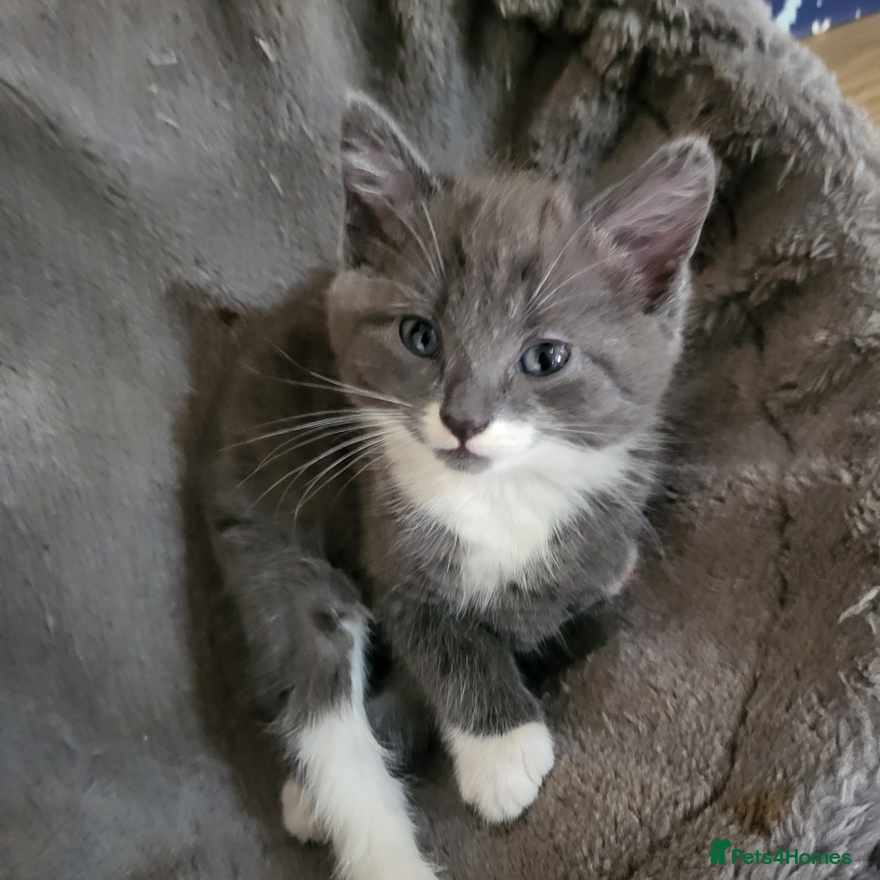 Mixed Breed cats 4 kittens ready for homes  - Advert 2