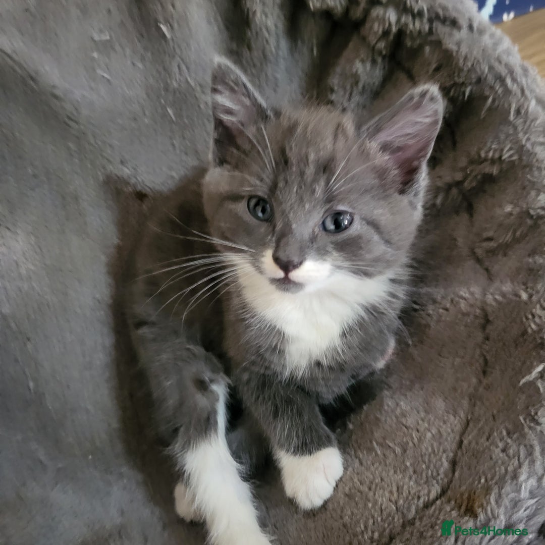 Mixed Breed cats for sale: 4 kittens ready for homes  - Advert 1