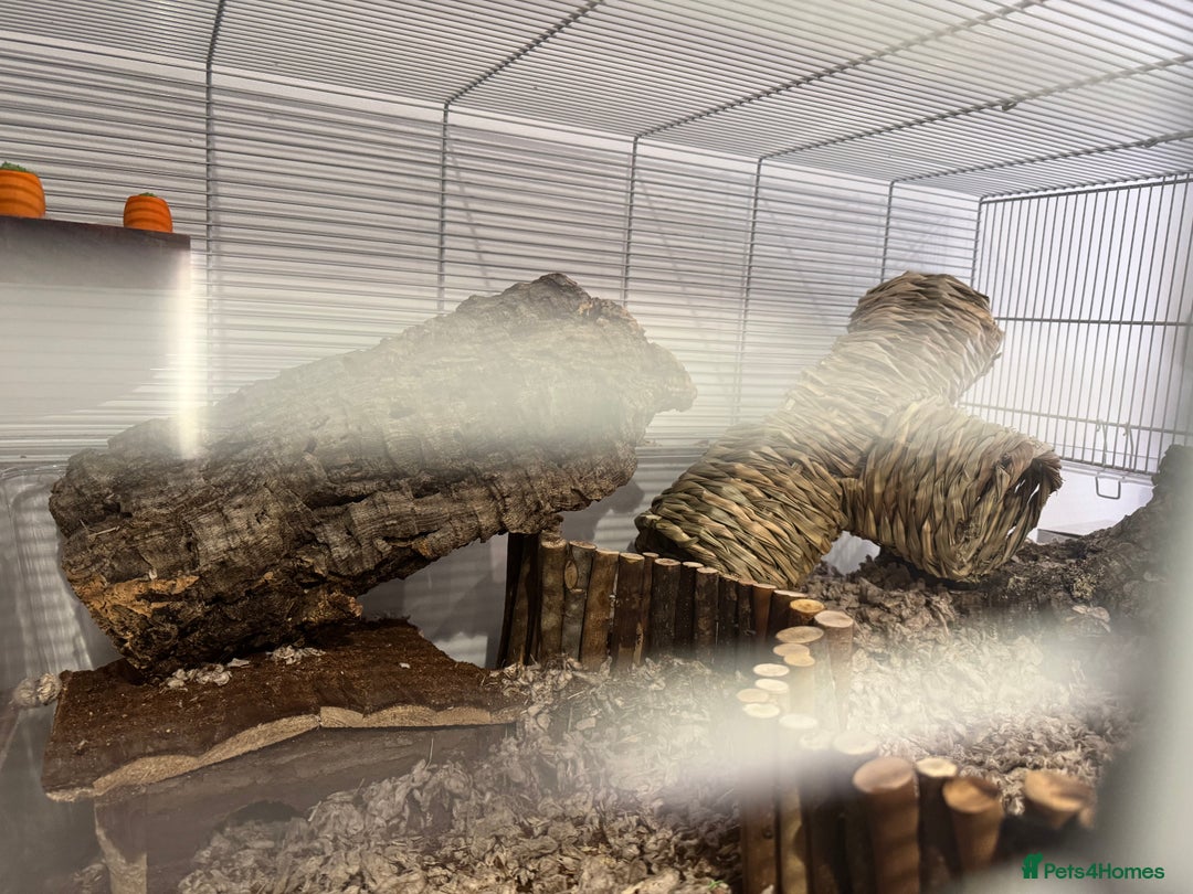 Gerbil rodents for sale: male gerbil and cage - Image 4