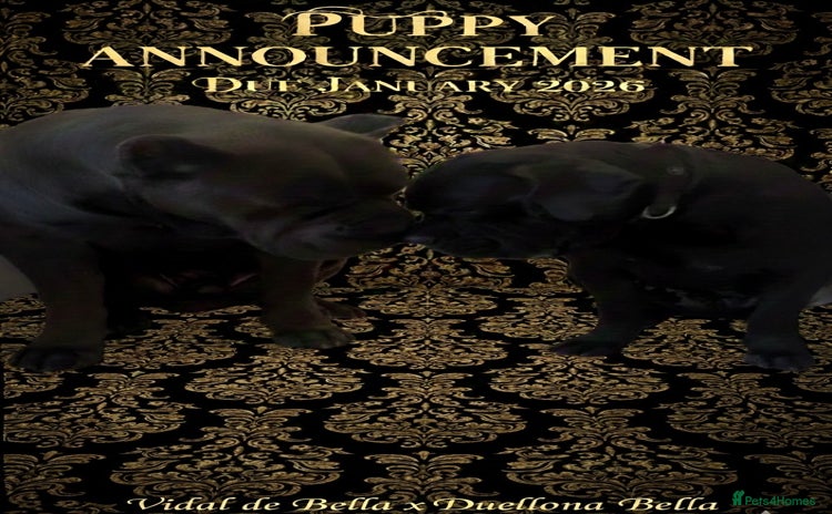 Cane Corso dogs Champion bred cane corso due 2026 - Advert 3