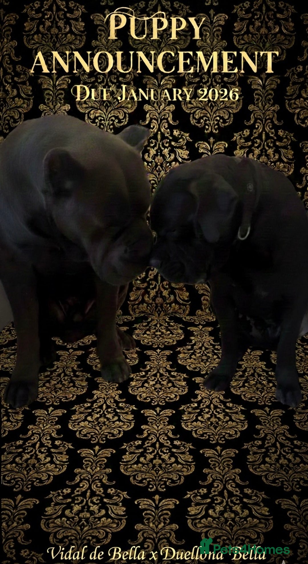 Cane Corso dogs for sale: Champion bred cane corso due 2026 - Advert 1